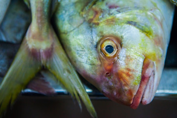 fish market abu dhabi, fish, market, fhish in ice, Shrims, seafo