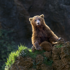 BROWN BEAR