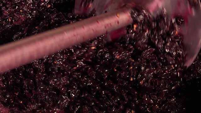 Harvest red vine-Cellar, Worker processing freshly harvested grapes in barrel 