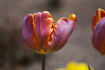 Pink and Orange Parrot Tulip