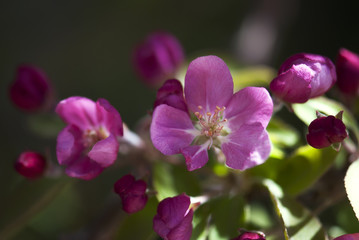 Fototapeta na wymiar Pink Apple Blossom