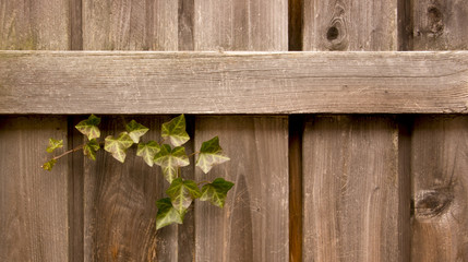 Wood Fence with Ivy