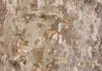 Tree Bark Background