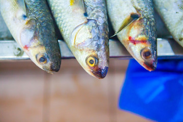 fish market abu dhabi, fish, market, fhish in ice, Shrims, seafo