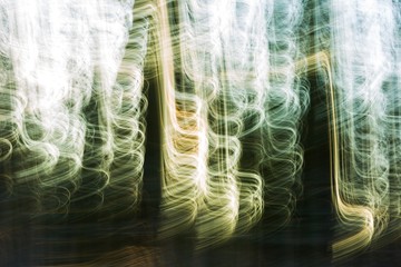 Abstract forest photo