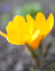 Yellow crocuses blooming in early spring