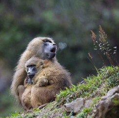 BABOONS, MAMMALS, AFRICA, COLD, RAIN, ANIMALS, HEART, LOVE, FAMILY, BABIES. NATURE,WILDLIFE,