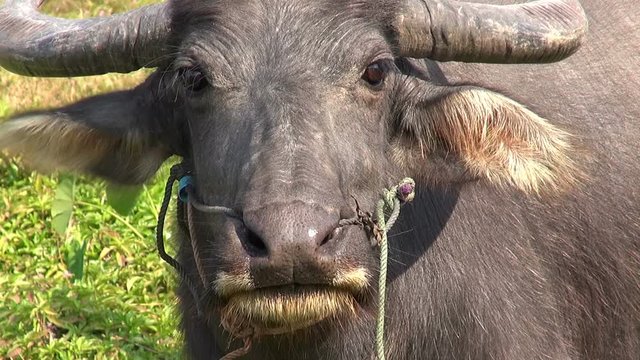 A cow and her calf. Domestic Asian water buffalo (Bubalus bubalis). 