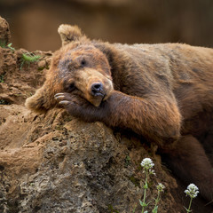 La siesta del oso