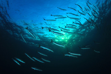 Fototapeta na wymiar Barracuda fish underwater