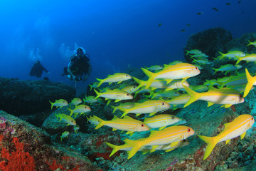 Naklejka na ściany i meble Scuba dive coral reef and fish