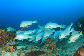 Fototapeta na wymiar Fish school coral reef underwater sea ocean