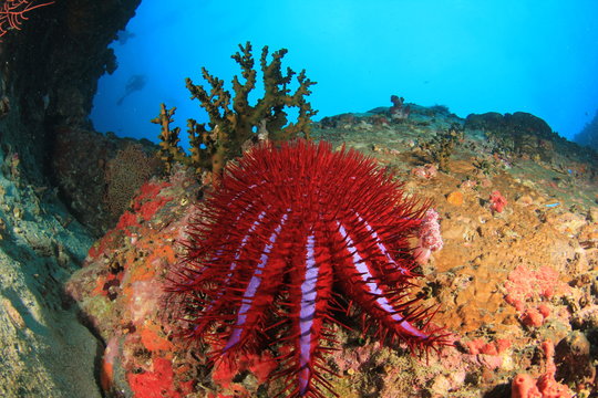 Crown of Thorns Starfish