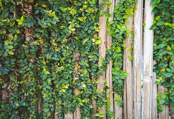 wooden panels with ivy growing