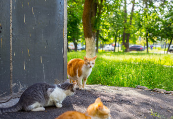 Fototapeta premium Three homeless cats in the street