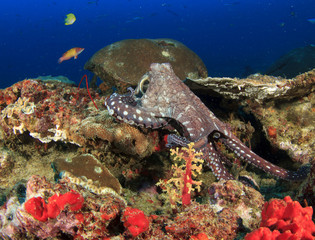 Octopus and fish on coral reef