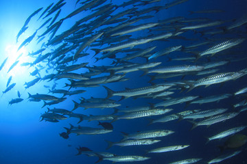 Fototapeta na wymiar Barracuda fish underwater