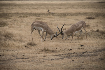 Naklejka na ściany i meble Male Impalas Fighting, Ngorongoro Crater