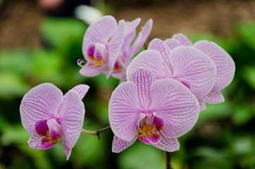 A pink orchid in flower