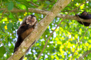 Capuchin monkey eating a Jaca fruit