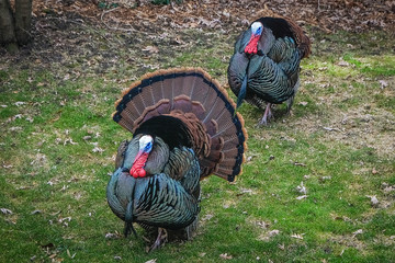 Male wild turkey strutting for female turkey