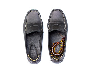 centipede in shoes