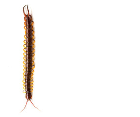 centipede on white background