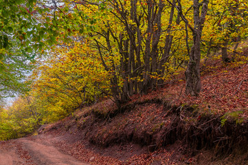 Beautiful countryside mountain road in autumn forest