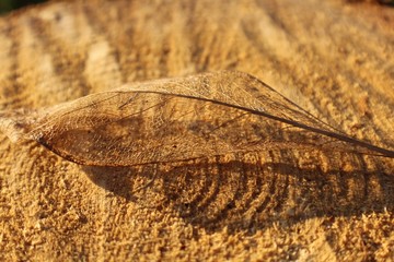 Transparent Leaf