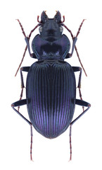 Beetle Nebria hemprichi on a white background