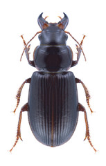 Beetle Microderes brachypus on a white background