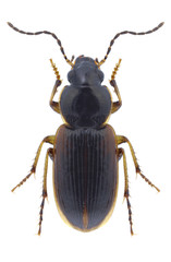 Beetle Stenolophus mixtus on a white background