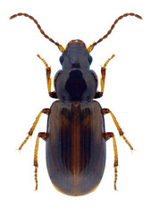 Beetle Acupalpus meridianus on a white background