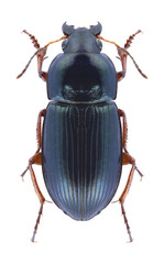 Beetle Amara chaudoiri on a white background