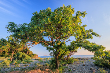 Beautiful scenic green pistachio tree on a pebble sea shore on a sunny summer day on blue sky background © Wilding
