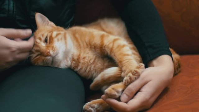 Woman Stroking a Red Cat Lying on the Couch