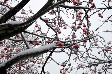 霧氷　ナナカマドの木についた粗氷