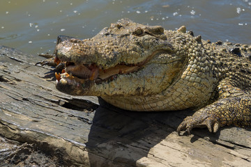 Obraz premium Saltwater crocodile with its mouth open