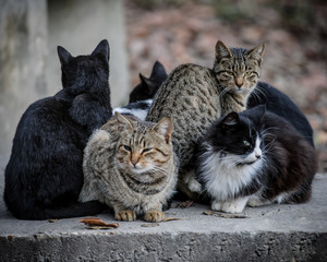 Cats in a bunch © Dave