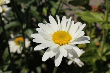 White and yellow hybrid "Shasta Daisy" flower in St. Gallen, Switzerland. Its Latin name is Chrysanthemum Maximum Alaska, breed of Leucanthemum and Maximum.