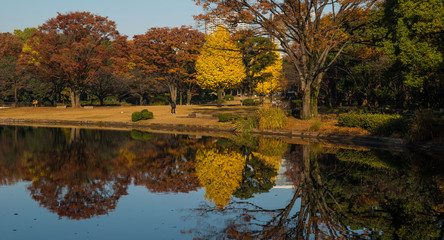 Fototapeta premium Japanese garden in Tokyo