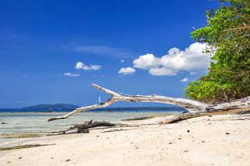 Stunning view of Elephant Beach on Havelock Island.
A beautiful tree log and dead tree on the beach.
Havelock Island is a beautiful small island belonging to the Indian Andaman & Nicobar Islands.