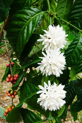 Coffee tree blossom with white color flower close up view
