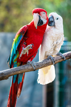 Fototapeta Couple of beautiful colorful Carribean macaw parrots sitting on a bar displaying love and devotion