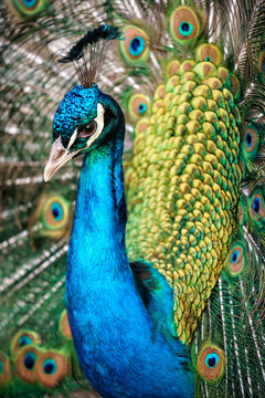 Pavo cristatus male peacock vertical close up. Fanned tail courtship display