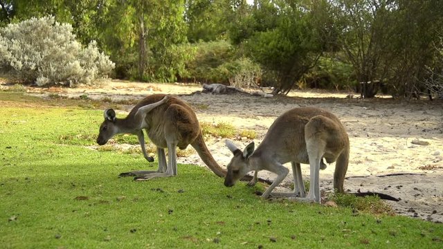 Kängurus, Männchen und Weibchen beim fressen, Pärchen, Familie 