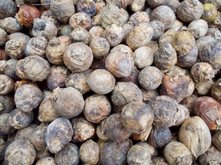 Dry Areca nut.
