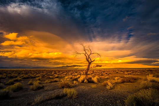 Lone Tree at Sunset Pyramid Lake Nevada