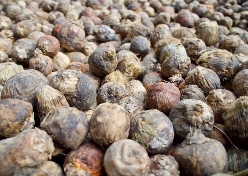 Dry Areca nut.
