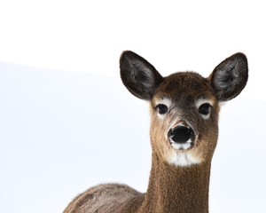 Whitetail deer in snow staring and listening